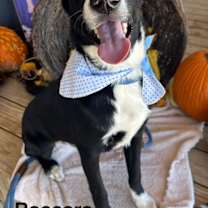Thumbnail photo of Baccara #1
