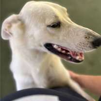 Thumbnail photo of Sasha #2