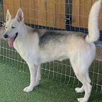 Thumbnail photo of Sasha #3