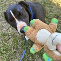 Thumbnail photo of Jack #3