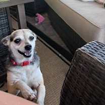 Thumbnail photo of Lola #4