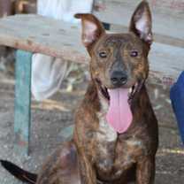 Thumbnail photo of Samson #1