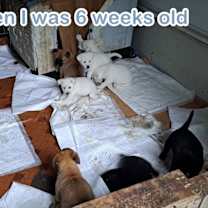 Thumbnail photo of Taemi (S. Korea) HZ #2