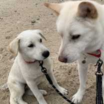 Thumbnail photo of Taemi (S. Korea) HZ #4