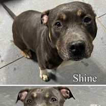 Thumbnail photo of Shine #4