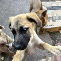 Thumbnail photo of Archie #1