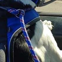 Thumbnail photo of Carlton #2