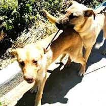 Thumbnail photo of THE GOLDEN BOYS #4