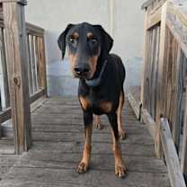 Thumbnail photo of Raine #1