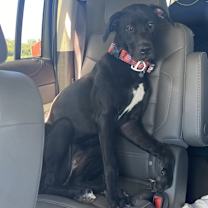 Thumbnail photo of Penny #4