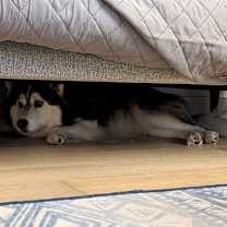 Thumbnail photo of Riley-Courtesy Listing #3