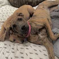 Thumbnail photo of Lollipop #3