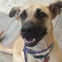 Thumbnail photo of Daisy #1