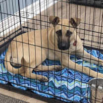 Thumbnail photo of Daisy #2