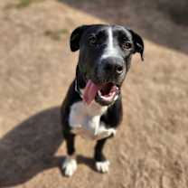 Thumbnail photo of Rosie #2