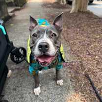 Thumbnail photo of Jemma  A045672 #2