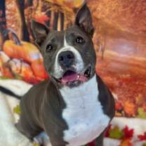 Thumbnail photo of Jemma  A045672 #3