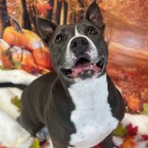 Thumbnail photo of Jemma  A045672 #4