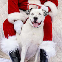 Thumbnail photo of Frankie #1