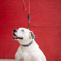 Thumbnail photo of Frankie #3