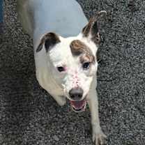 Thumbnail photo of Wesley #2