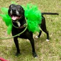 Thumbnail photo of Mercedes #1