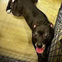 Thumbnail photo of Mercedes #3