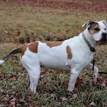 Thumbnail photo of Macy #3