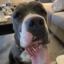 Thumbnail photo of Melo #4