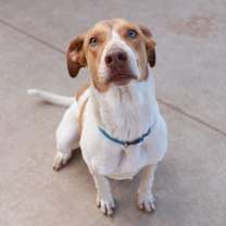 Thumbnail photo of Whitman #3