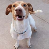 Thumbnail photo of Whitman #4