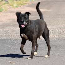 Thumbnail photo of Buster #1