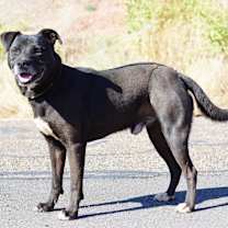 Thumbnail photo of Buster #2