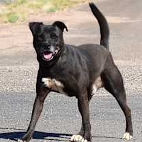 Thumbnail photo of Buster #3