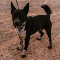Thumbnail photo of Erebus #1