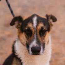 Thumbnail photo of Ki---Ashkii #1