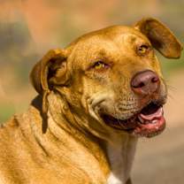 Thumbnail photo of JJ #1