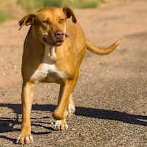 Thumbnail photo of JJ #2