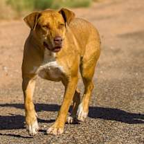 Thumbnail photo of JJ #3