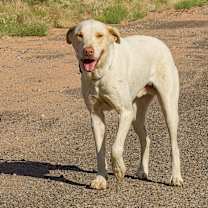 Thumbnail photo of Splendo #1