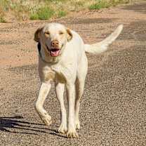 Thumbnail photo of Splendo #2