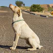 Thumbnail photo of Splendo #3