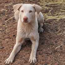 Thumbnail photo of Splendo #4