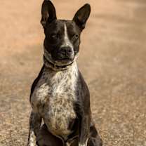 Thumbnail photo of Roni #1