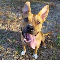 Thumbnail photo of Mako #1