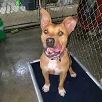 Thumbnail photo of Mako #2