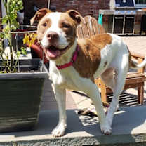 Thumbnail photo of Digger #1