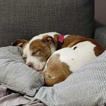 Thumbnail photo of Digger #2