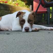 Thumbnail photo of Digger #3