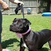 Thumbnail photo of Onyx #1